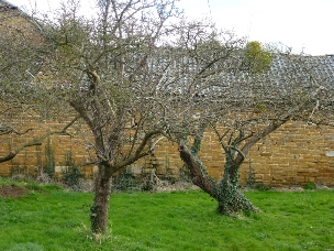 Orchard in Redmile.